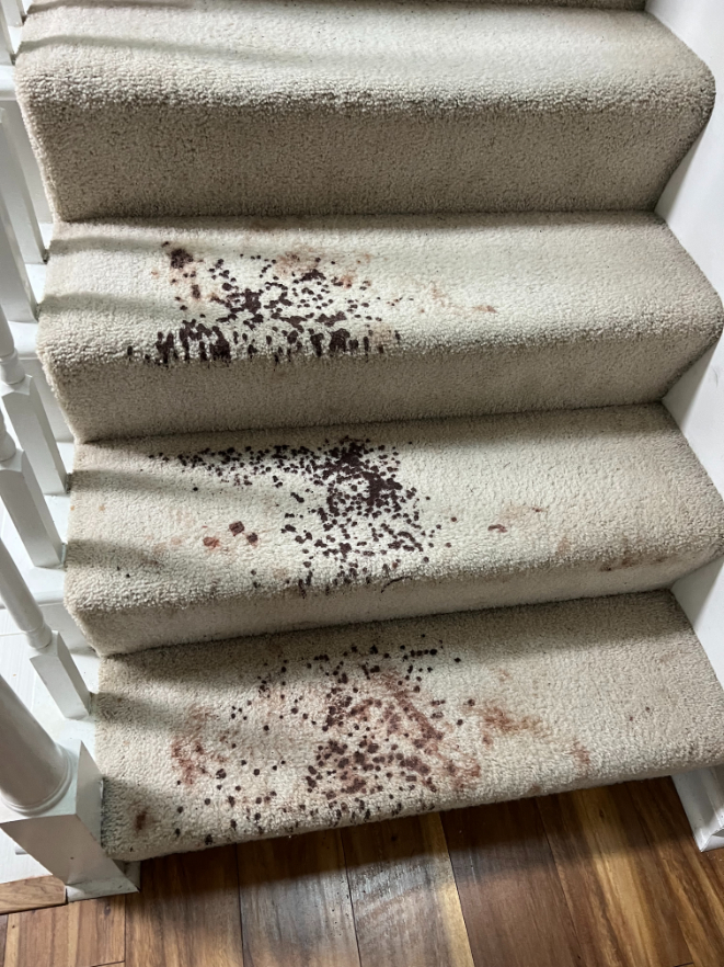 Blood Stained Carpet Cleaning in Chesapeake, VA